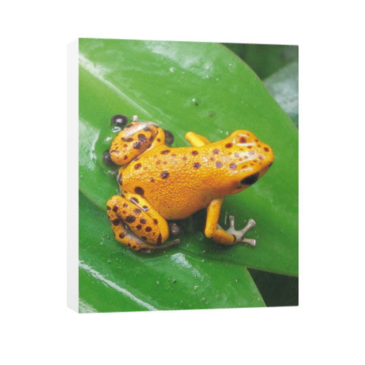 Bastimentos Pumilio Dart Frog with Clutch Vertical Canvas  Rachel Jensen Designs