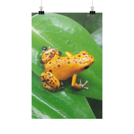 Bastimentos Pumilio Dart Frog with Clutch Vertical Fine Art Prints (Posters)  Rachel Jensen Designs