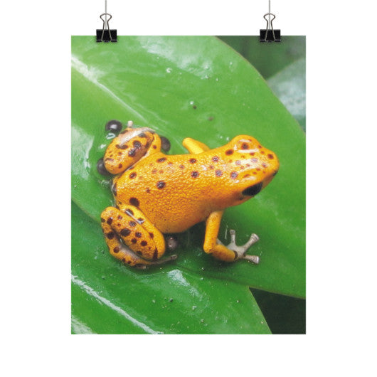 Bastimentos Pumilio Dart Frog with Clutch Vertical Fine Art Prints (Posters)  Rachel Jensen Designs