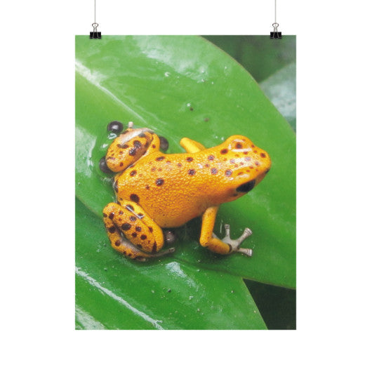 Bastimentos Pumilio Dart Frog with Clutch Vertical Fine Art Prints (Posters)  Rachel Jensen Designs