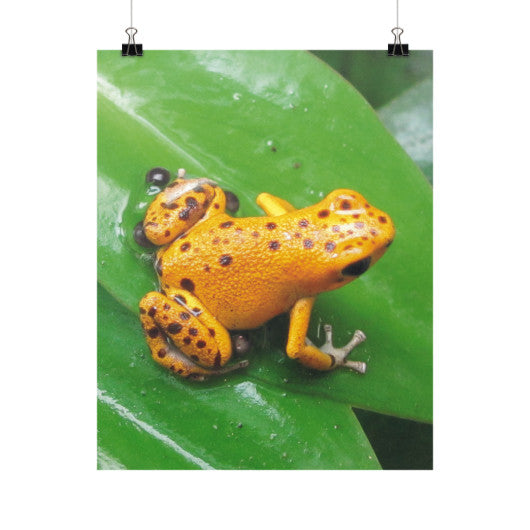 Bastimentos Pumilio Dart Frog with Clutch Vertical Fine Art Prints (Posters)  Rachel Jensen Designs