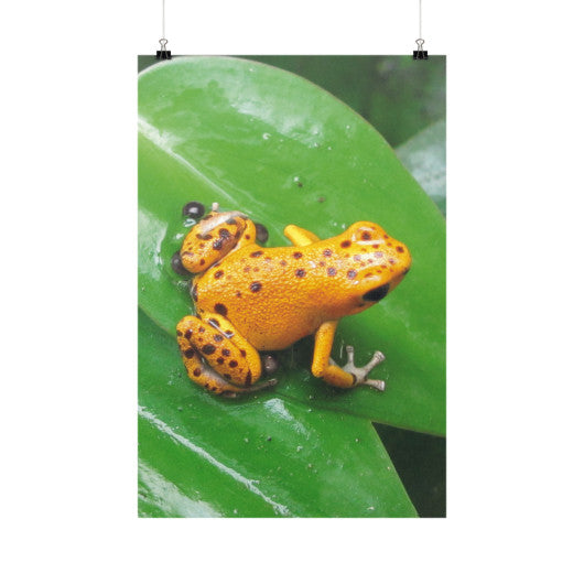 Bastimentos Pumilio Dart Frog with Clutch Vertical Fine Art Prints (Posters)  Rachel Jensen Designs
