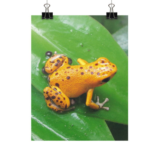 Bastimentos Pumilio Dart Frog with Clutch Vertical Fine Art Prints (Posters)  Rachel Jensen Designs