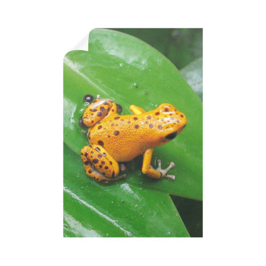 Bastimentos Pumilio Dart Frog with Clutch Vertical Wall Decals  Rachel Jensen Designs