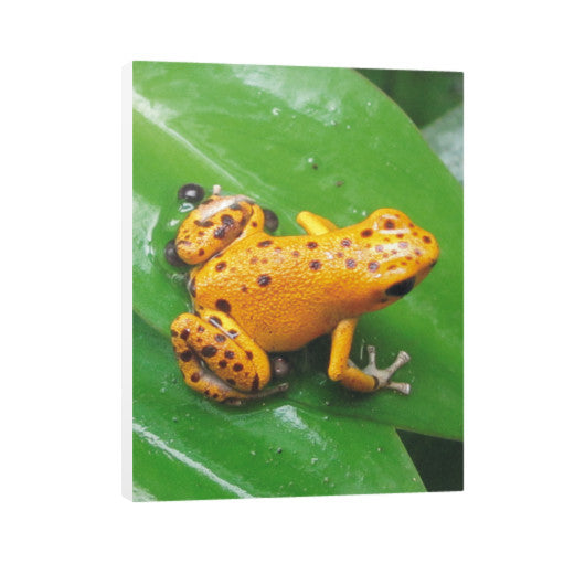 Orange Strawberry Dart Frog Vertical Canvas  Rachel Jensen Designs